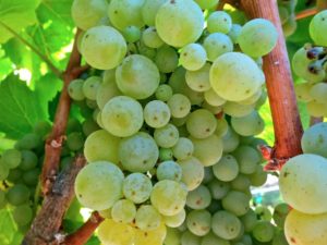 Neyers chardonnay grapes