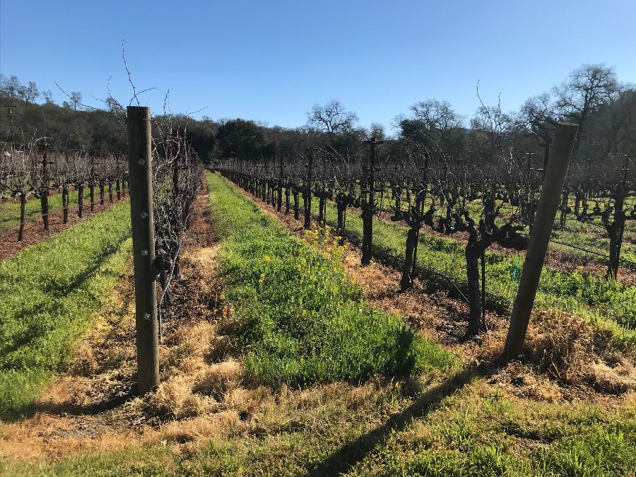 View East Merlot Vineyard Pump Block