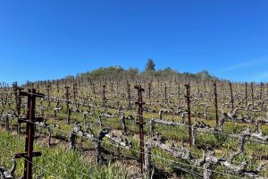 A 93 Point Cabernet Sauvignon Bottling