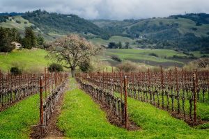 The Petaluma Gap