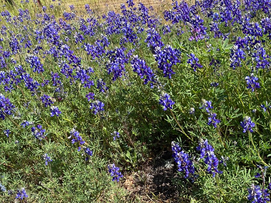 Mountain Lupine Wildflowers