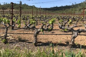 A Great Holiday Deserves a Great Meal