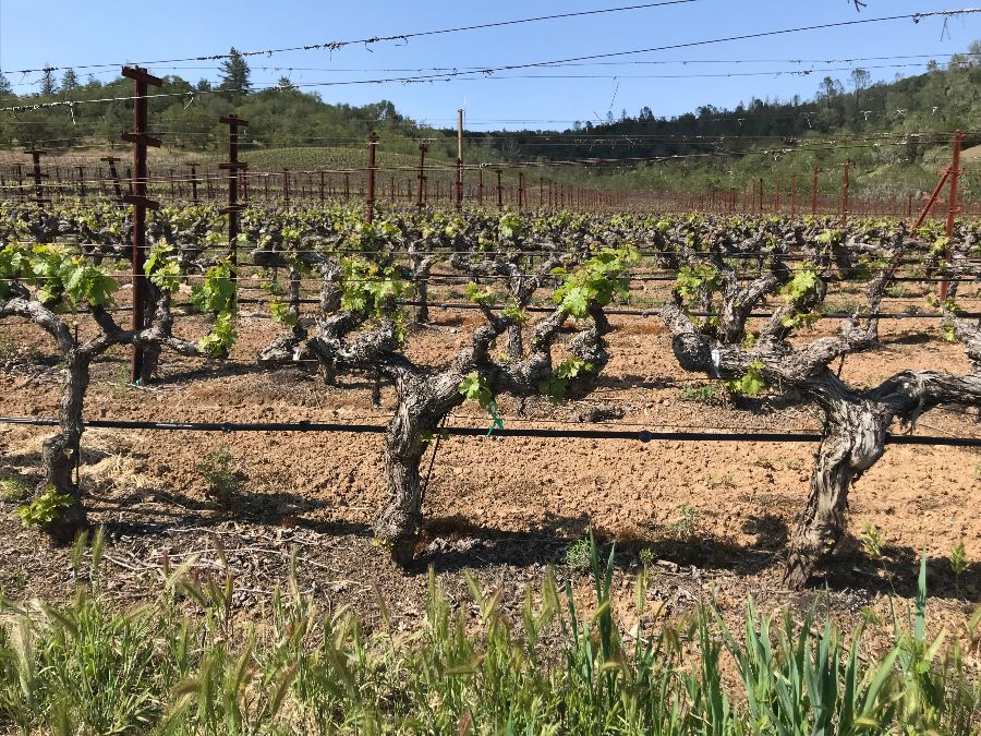 Looking northeast Conn Valley Cabernet Sauvignon