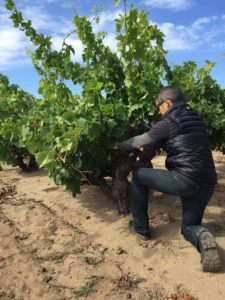 Tadeo working on Mourvedre Vine