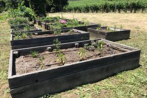 It’s Hard to Beat a Garden to Table Meal