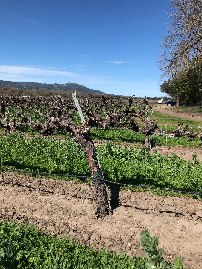 54 year old Chardonnay Vines Yamakawa Vineyard