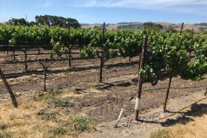 A Look at Neyers Carneros District Chardonnay by James Suckling