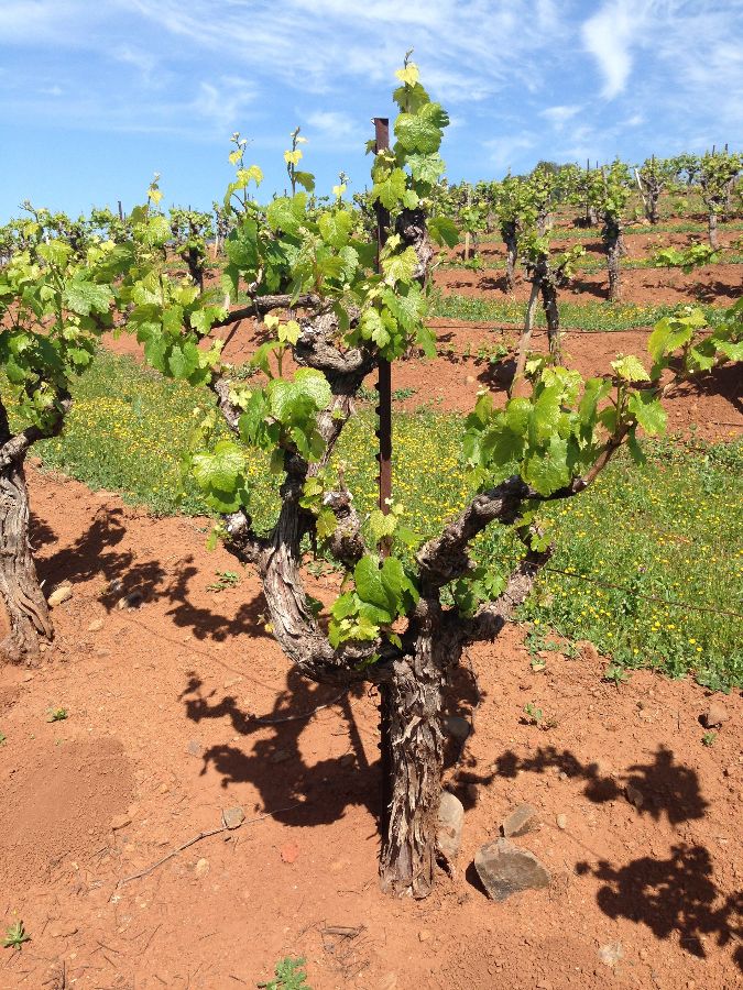 El Novillero Vineyard at 800 feet elevation