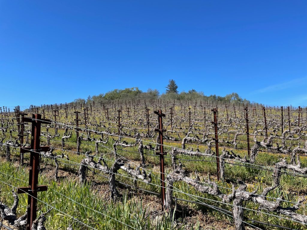 AME Vineyard Summit