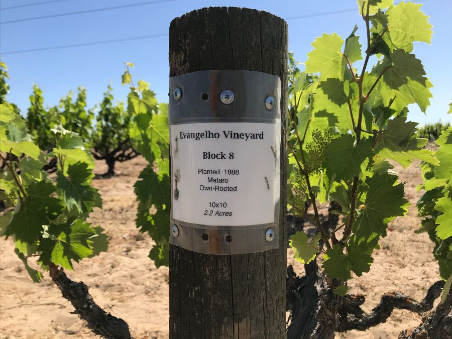 End post Evangelho Mourvedre Block 8 Vineyard