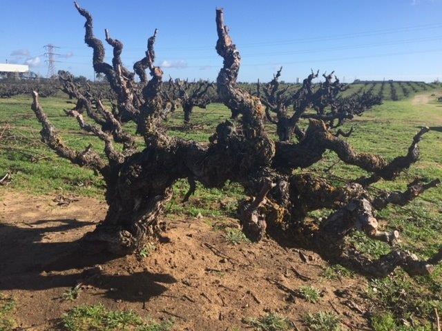 Old Carignon Vine Frank Evangelho Vineyard