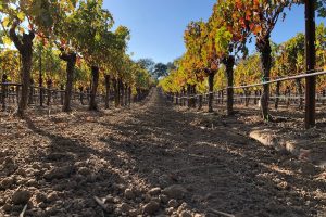 Our 2018 Napa Valley Cabernet Sauvignon