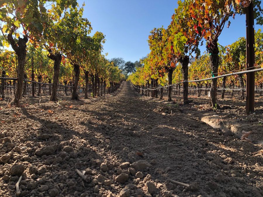 Cabernet Sauvignon Vines in Oak Knoll AVA