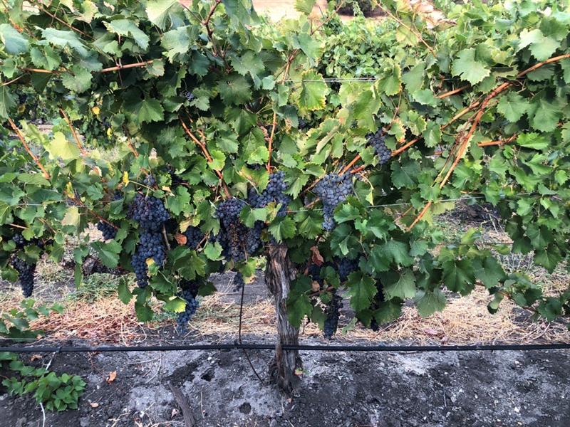 Old Mourvedre vines from the Old Potrero Arroyo Grande Vineyard