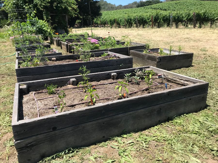 Elevated Beds in Barbara's Garden