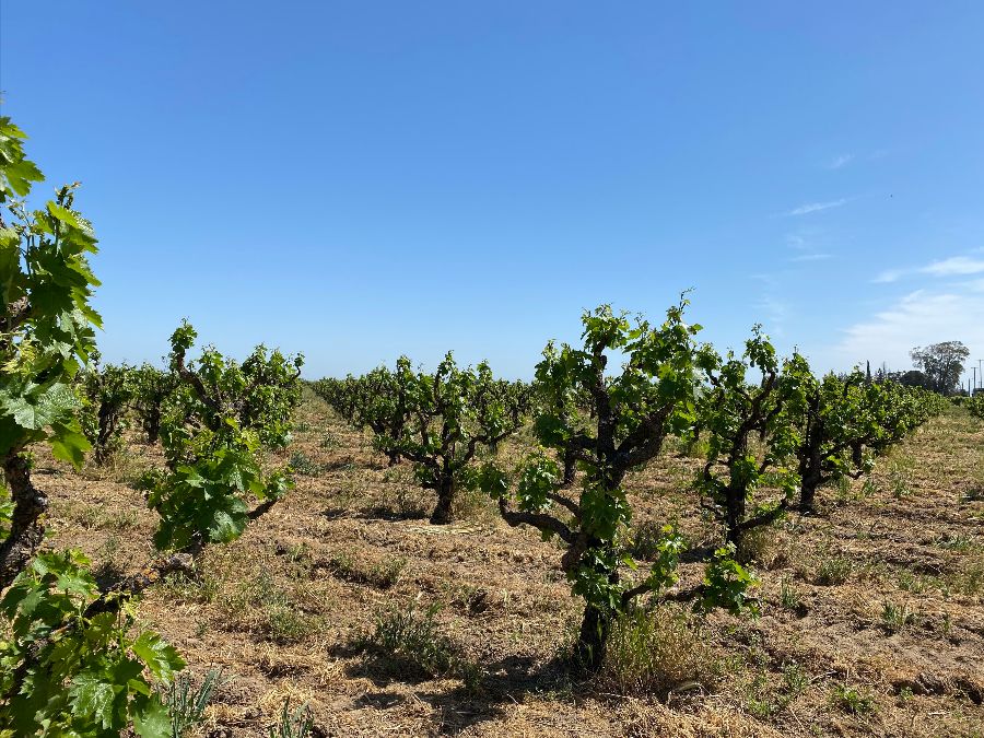 Looking east over 100 year old Zinfandel Vines