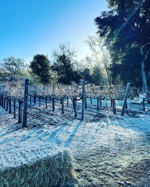 Morning Frost Strikes Merlot Vines