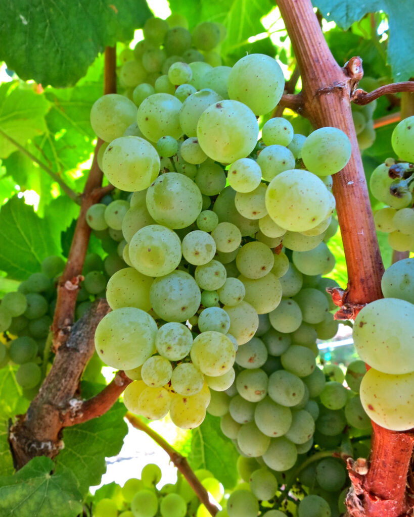 A cluster of Shot-Wente Chardonnay grapes from the Larson Vineyard in Carneros. Note the varying sizes of the berries, and that many are small, allowing for even more flavor from the grape skins.