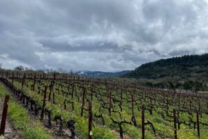Leek and Potato Soup on a Cold Night