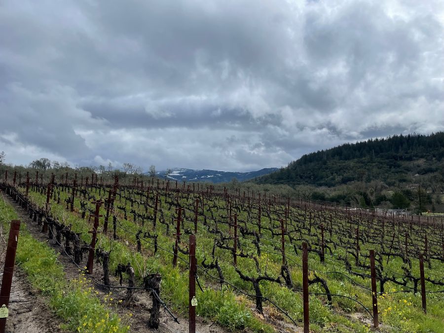 Looking south across AME vineyard