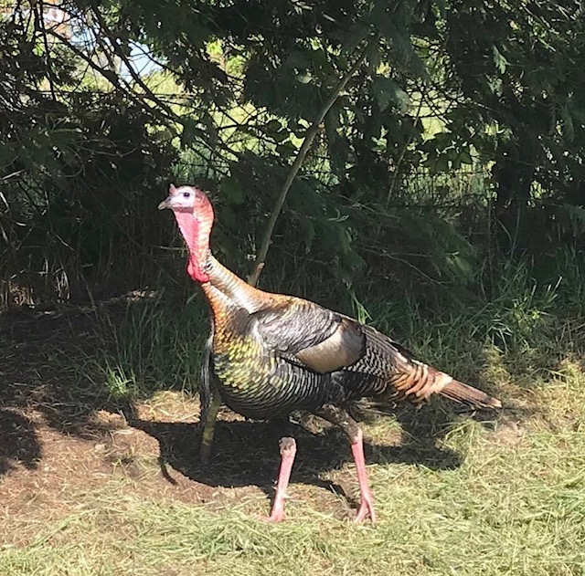 Wild Turkey, Toni's Block