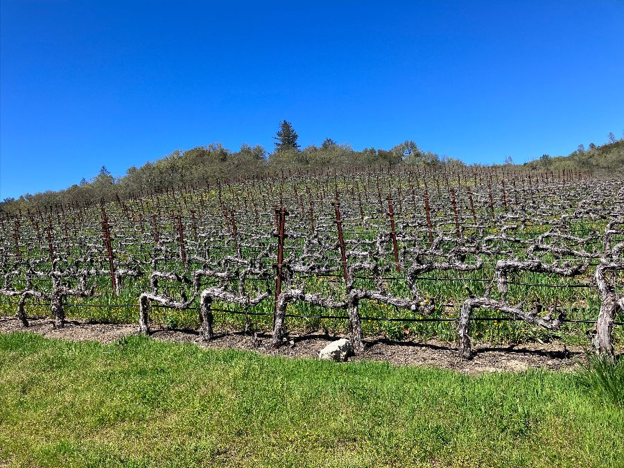 Looking Northeast Ame Vineyard planted by Dave Abreu in 1998