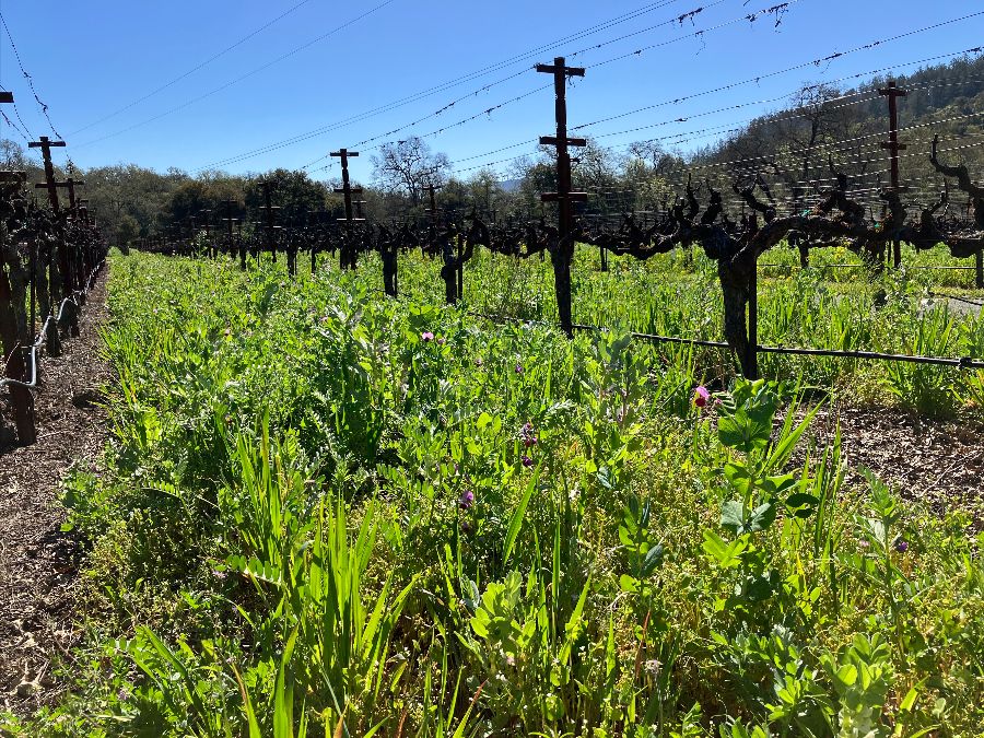 Winter cover crop mix of grasses