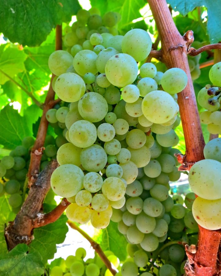 A cluster of Shot-Wente selection Chardonnay grapes