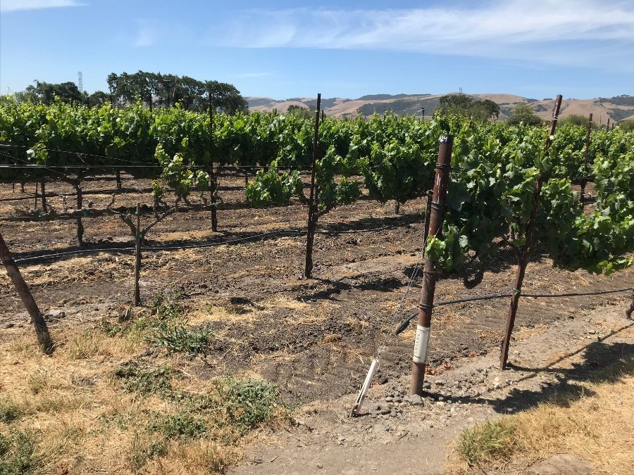 Chardonnay vines at the Sangiacomo Family's Green Acres vineyard