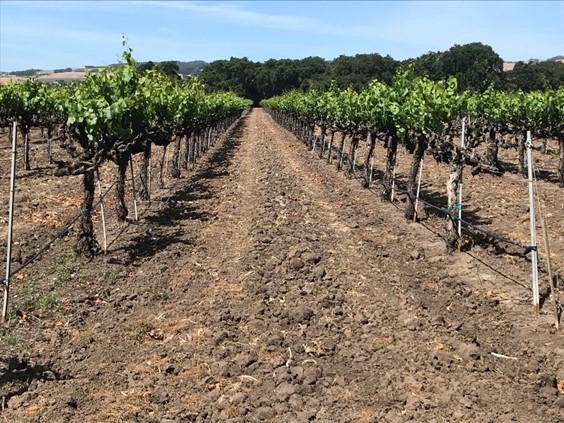 A block of old-vine Chardonnay vines at the Yamakawa Vineyard