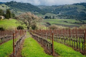 You Rarely Find Pinot Noir This Good