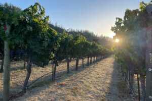 Our 2022 Chardonnay ‘304’, and how to best serve it