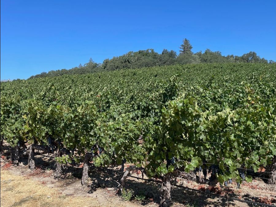 ÂME Vineyard cordon trained vines