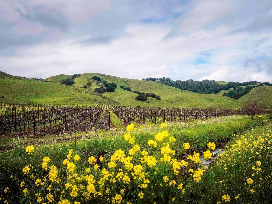 El Novillero Vineyard Chardonnay Vines