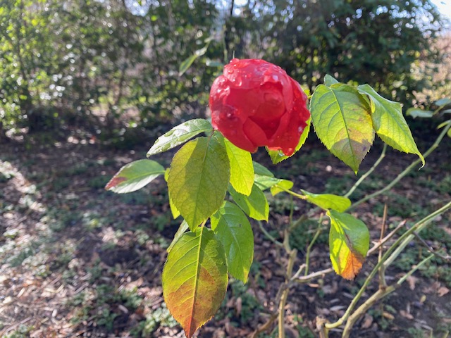 First rose bloom in 2024