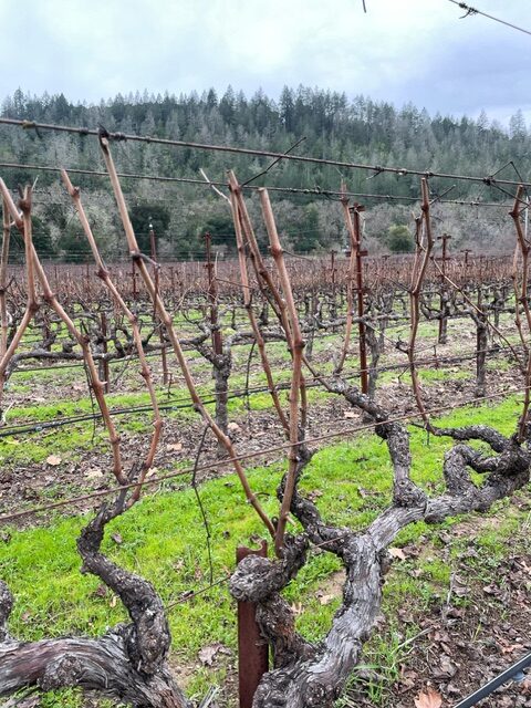 Pruned Vines in January
