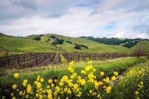 Neyers 2022 Carneros Chardonnay