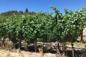 Neyers 2020 ÂME Vineyard Cabernet Sauvignon