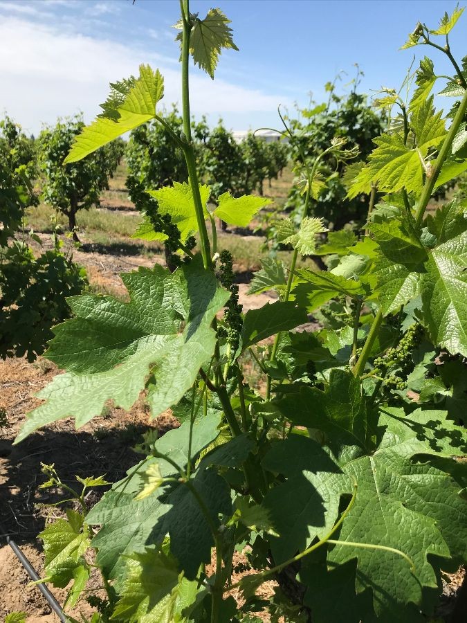 Color image of grape vines at Borden Ranch AVA on a sunny day