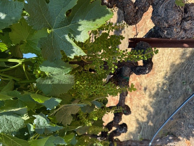 Color image of a cluster of not ripe Cabernet Sauvignon grape cluster hanging off the vine