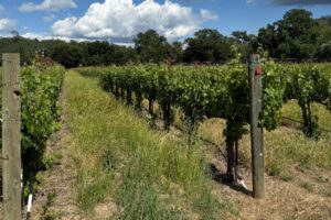 Small Details Are Important to Quality Winemaking
