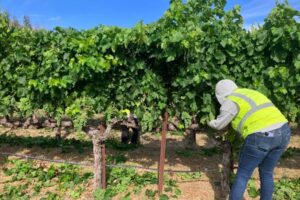 Barbara’s Korean Stir-Fry Chicken Dish