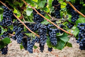 The Neyers 2022 Sage Canyon Red