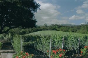 The 2023 Pinot Noir from Chuy’s ‘Placida Vineyard’