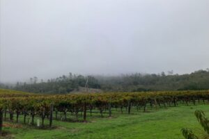 Learning About Wine and Dining