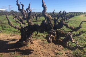 Carignan Regains its Stature as a Noble Wine