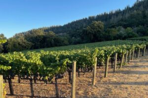 A Love for Zinfandel