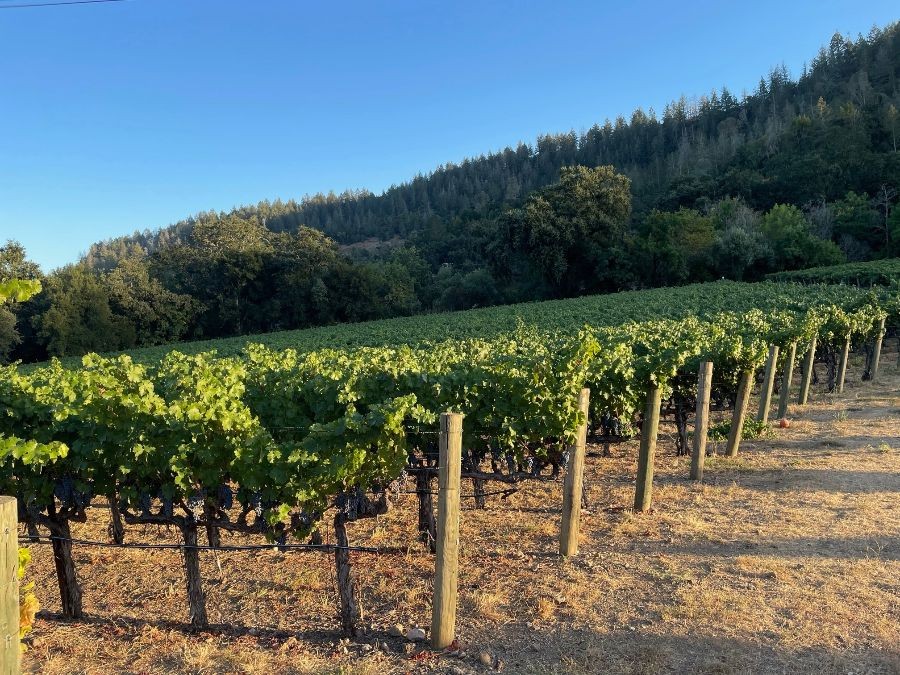 Rows of grape vines on a hillside on a sunny day