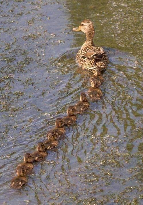 OMG look at these cute little baby ducks. I can't even.