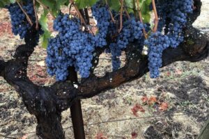 A Blend of Merlot and Cabernet Sauvignon